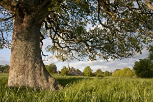 Quercus Robur Images Drucke: Common Oak (Quercus robur) trunk and branches