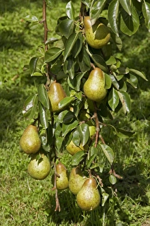 Autumn Fruits Drucke: Common Pear fruit