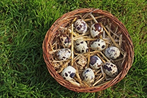 Suffolk Wildlife Photos Drucke: Common Quail (Coturnix coturnix) twelve eggs, in basket, Suffolk, England, May