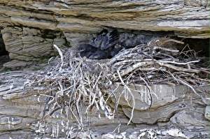 Norwegian Nature Images Drucke: Common Raven (Corvus corax) chicks, in nest on rock face, Varanger, Norway, may