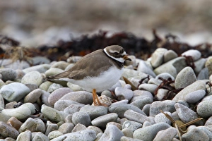 Scottish Coastal Birds Drucke: Common Ringed Plover on pebble beach. Isle of Jura Scotland
