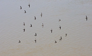 Common Swift In Flight Drucke: Common Swift (Apus apus) flock, in flight, screaming over water, Spain, june