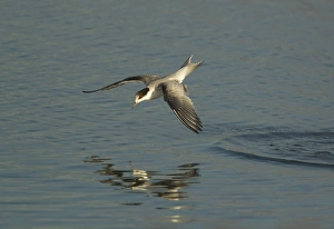 Birdwatching In Norfolk UK Drucke: Common Tern (Sterna hirundo) immature, in flight, fishing, Norfolk, England, august