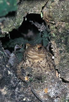 Bufo Bufo Species Drucke: Common Toad (Bufo bufo)