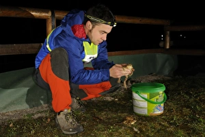 European Nature Conservation Drucke: Common Toad (Bufo bufo) adults