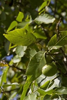 Juglans Regia Images Drucke: Common walnut with fruit