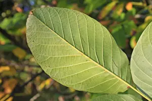 Common Walnut Tree Drucke: Common Walnut (Juglans regia) close-up of leaf underside