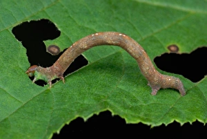 Gemeiner Weißwellekehlchen-Maulwerkraupenfutterer auf Gemeinem Haselblatt im alten Wald