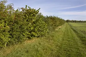 British Autumn Landscapes Drucke: Conservation hedgerow and field margin opened as footpath, Hampshire, England, september