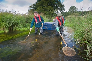 Erhaltungskräfte fangen Fluss während der Überprüfung mit Netzen im Fluss Wensum in Norfolk, England im September