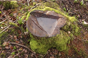 West Yorkshire Landscape Drucke: Coppiced stool with collected water