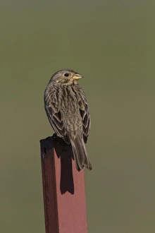 Bird On Fence Post Drucke: Corn Bunting perched on fence post. - Spain Extremadura