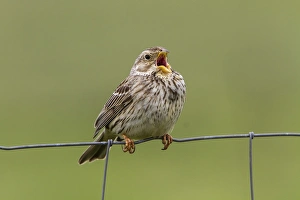 Extremadura Nature Photography Drucke: Corn Bunting singing on wire fence. - Spain Extremadura