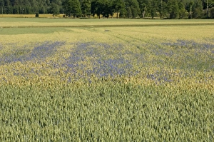 Centaurea Cyanus Images Drucke: Cornflower (Centaurea cyanus) flowering, growing as weed in wheat field, Sweden
