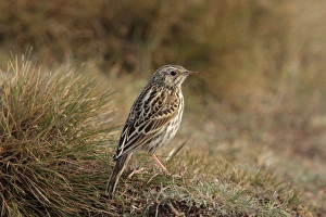Korrenderra Pipsitt (Anthus korrendera), Jungtier auf Gras stehend in Rio Gallegos im Departamento von Santa Cruz in Argentinien November