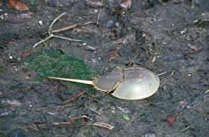 Crustaceans In Nature Drucke: Crab - Horseshoe (Limulus polyphemus) on mud