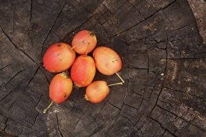 West Yorkshire Landscape Drucke: Crabapple (Malus sp. ) fruit, on tree sump, West Yorkshire, England, September