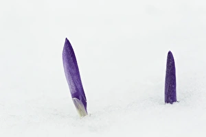 Crocus Flowers Drucke: Crocus (Crocus sp. ) flowering, emerging through snow, Essex, England, february