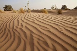 North African Desertscape Drucke: Desert sand dune with sparse vegetation, Sahara, Morocco, may