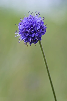 Succisa Pratensis Drucke: Devils Bit Scabious (Succisa pratensis) flowering
