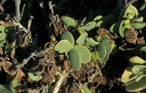 Desert Succulent Plants Drucke: Dollar Bush Namibia