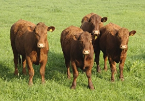 Domestic Livestock Photography Drucke: Domestic Cattle, Devon cross beef cattle