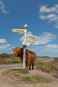 Zuhause Rindern , Hochland-Rinder , Kühe stehen neben einer Richtungsschilderstation Porlock-Post-Junction Exmoor Sommerset