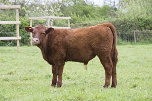 UK Farm Animals Drucke: Domestic Cattle, Red Ruby Devon calf, standing in pasture, Exeter, Devon, England, May
