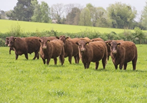 British Farming Practices Drucke: Domestic Cattle, Red Ruby Devon herd, standing in pasture, Exeter, Devon, England, May