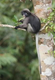 Thailand Wildlife Photos Drucke: Dusky Leaf Monkey (Trachypithecus obscurus) adult