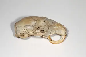 Ostlicher Grausäger (Sciurus carolinensis), Schädel mit fortgesetzter Zahnwachstum