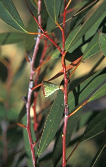 Australian Plants Drucke: Eucalyptus coccifera Leaf / Lower / Fruit