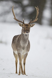 Suffolk Wildlife Drucke: Fallow Deer (Dama dama) dark form