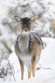 Winter Woodland Scenes Drucke: Fallow Deer (Dama dama) dark form