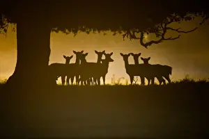 Wildlife Photography Norfolk Coast Drucke: Fallow Deer (Dama dama) does, group silhouetted under tree at dawn