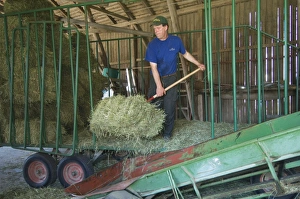 Rural Sweden Landscape Drucke: Farmer unloading small bales from wagon onto elevator in barn, Sweden