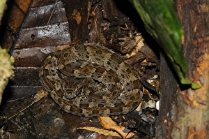 Yasuni National Park Ecuador Drucke: Fer-de-lance (Bothrops asper) young