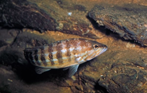 Atlantic Ocean Fish Species Drucke: Fish - Comber (Serranus cabrilla)