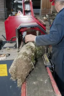 Forestry Worker Drucke: Forestry worker loading timber onto logging and splitter bench, Cumbria, England, May