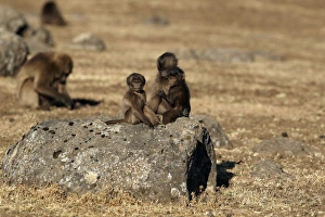 Ethiopian Mountain Landscape Drucke: Gelada (Theropithecus gelada) young