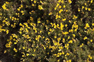 Ulex Europaeus Drucke: Gorse in flower