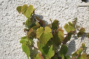 Vitis Vinifera Drucke: Grape (Vitis vinifera) leaves and developing fruit