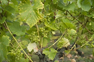 Vitis Vinifera Images Drucke: Grape (Vitis vinifera) Phoenix