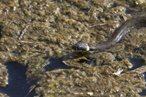European Grass Snake Drucke: Grass Snake
