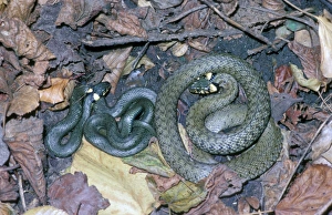 European Grass Snake Drucke: Grass Snake (Natrix natrix)