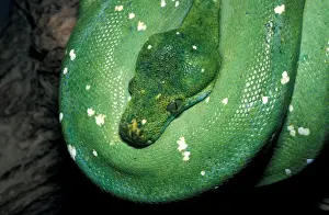 Tropical Reptiles Drucke: Green Tree Python (Chondroptyhon viridis) Native New Guinea / coiled