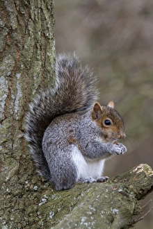 Oak Tree Wildlife Drucke: Grey Squirrel with nut on oak tree