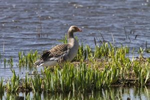 Suffolk Nature Reserve Drucke: Greylag Goose - Minsmere spring