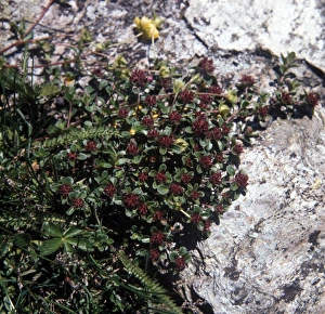 Plant Identification Guide Drucke: Hairy Thyme (Thymus polytrichus)