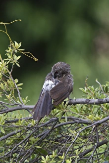 Botswana Birds Drucke: hartlaubs babbler